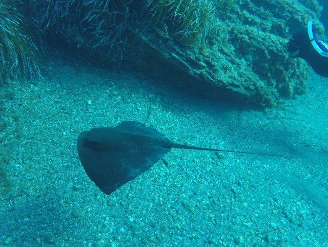 Descubrimiento del buceo. 