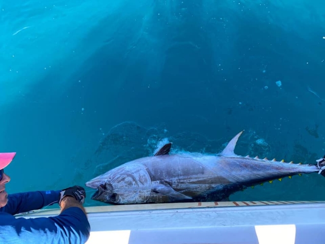  Pesca NO KILL del atún rojo 