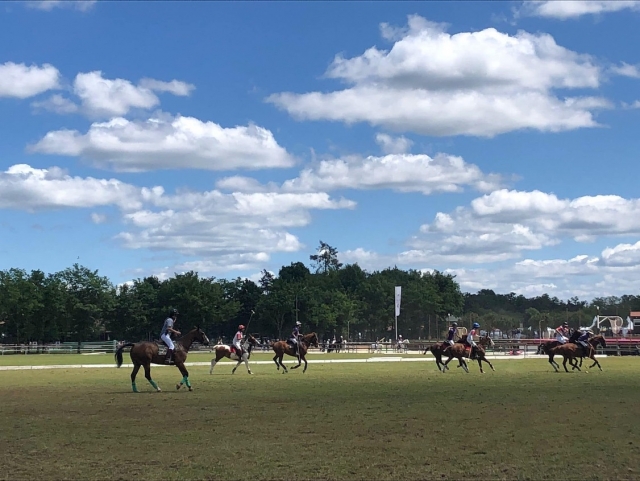  Our horses at the equestrian center 