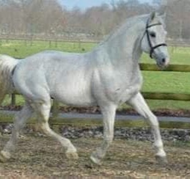  Un bellissimo cavallo bianco. 