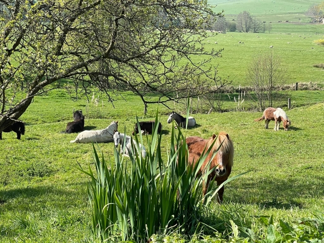 Repos dans les prairies verdoyantes pour les poneys 