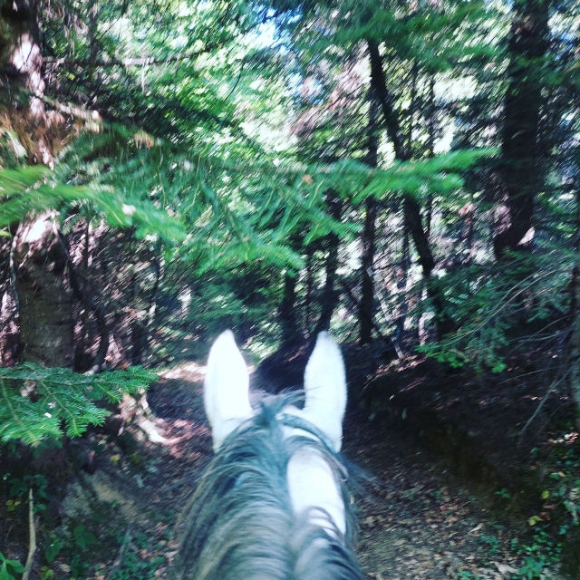  Paseo por el bosque 