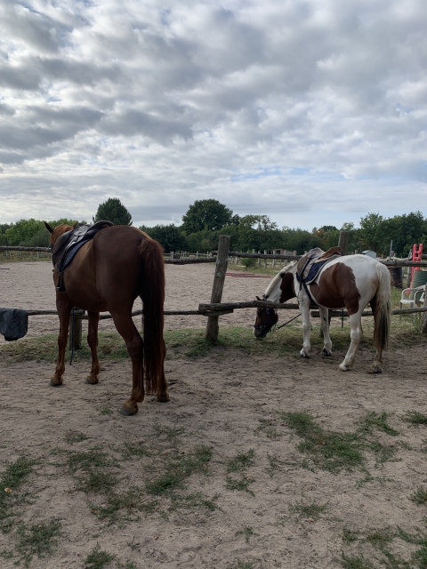 Opinión de Renaud sobre Paseo a caballo de medio día en Brion