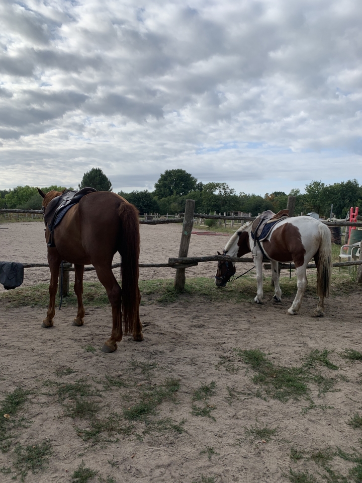 res_o-42233-randonnees-equestres_de_renaud-leonie_img-4139_17558930935142.jpeg res_o-42233-randonnees-equestres_de_renaud-leonie_img-4139_17558930935142.jpeg