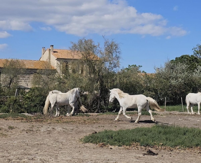  Cavalli tipici della Camargue 