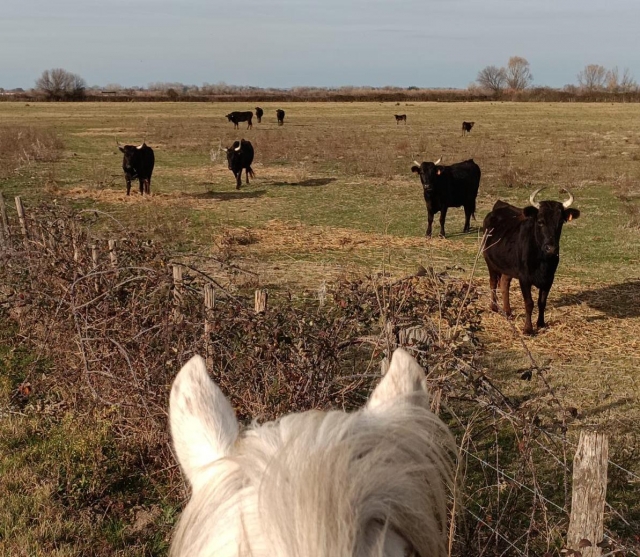  Scoprire i tori della Camargue