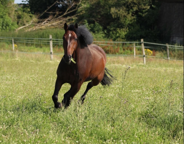 Caballos suntuosos 