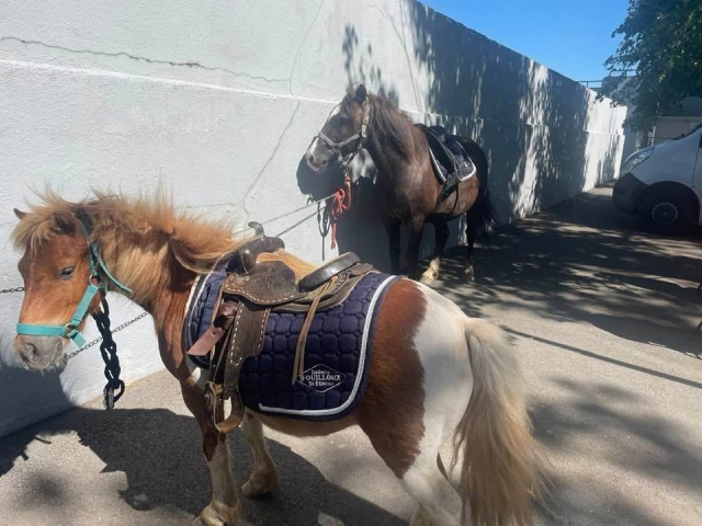  Die netten Ponys sind bereit für einen Spaziergang 