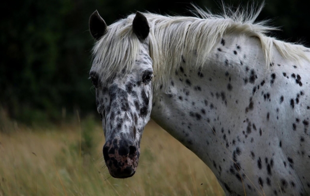  Der Botschafter des Reitzentrums Calvados 