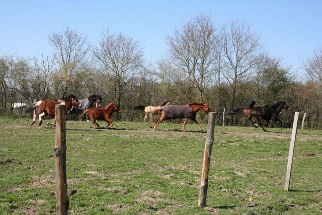  Nuestros caballos en la naturaleza 