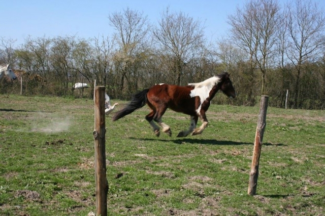 Nuestros caballos se divierten en el sarthe 