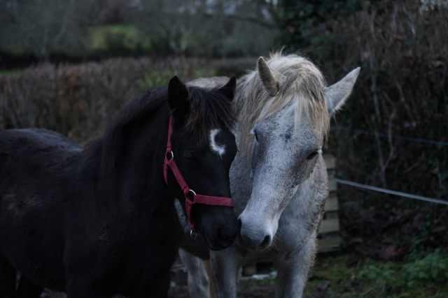  Complicidad entre nuestros Equines 