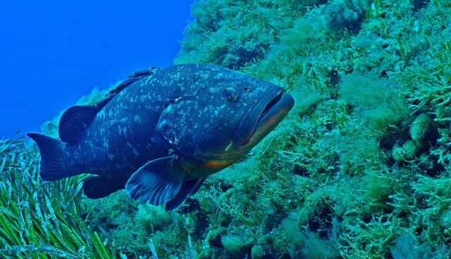  Die Unterwasserfauna und -flora der Mittelmeer 