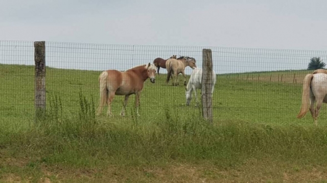  Nuestros hermosos caballos se benefician de la naturaleza