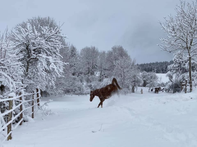  Uno dei nostri cavalli si diverte sulla neve 