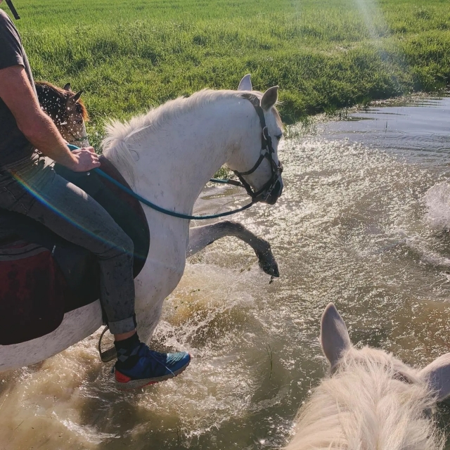  Reiten im Wasser 