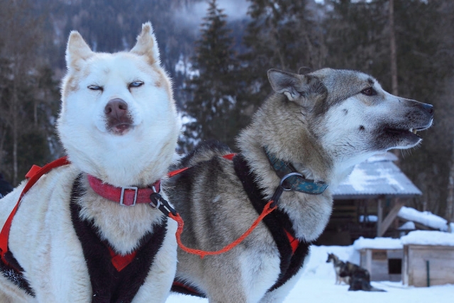  Bereit für die Mushing-Session 