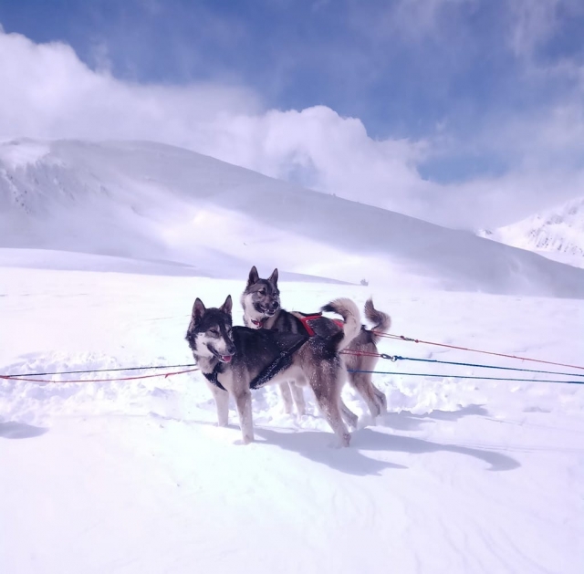  Mushing im Herzen des Vallée de l'Ours 