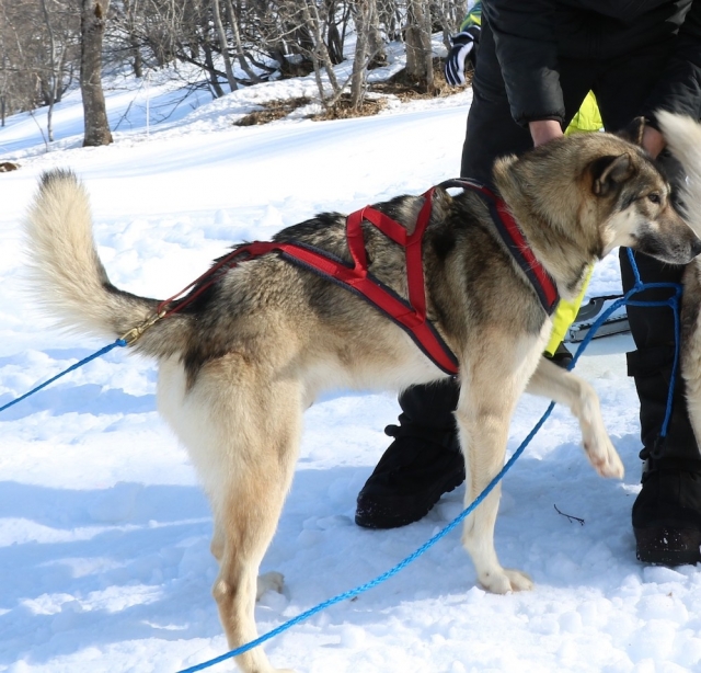  Ausrüstung eines unserer Hunde 