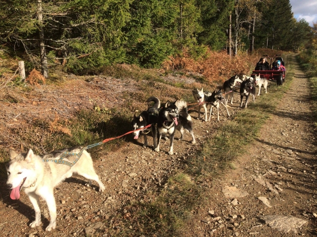  Cani-Kart en verano en Puy-de-Dôme 