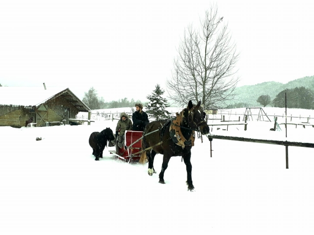 e-19764664-balade-en-trai-neau-a-cheval166635555916663563449770.jpg