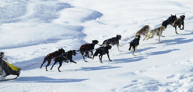  上萨瓦省狗拉雪橇之旅 