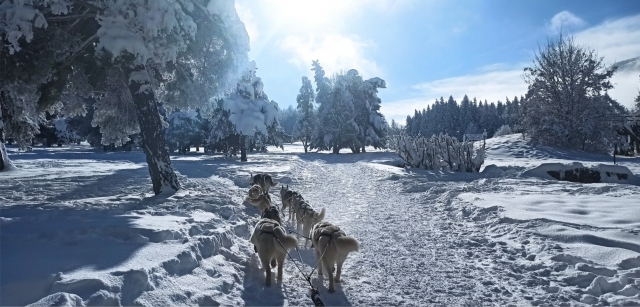  乘坐雪橇游览上阿尔卑斯省的雪景 