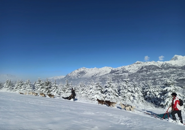  舒适地坐在雪橇上 