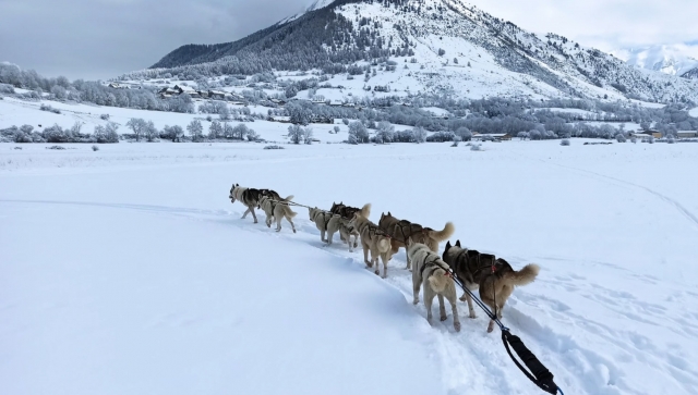  南阿尔卑斯山雪橇之旅 
