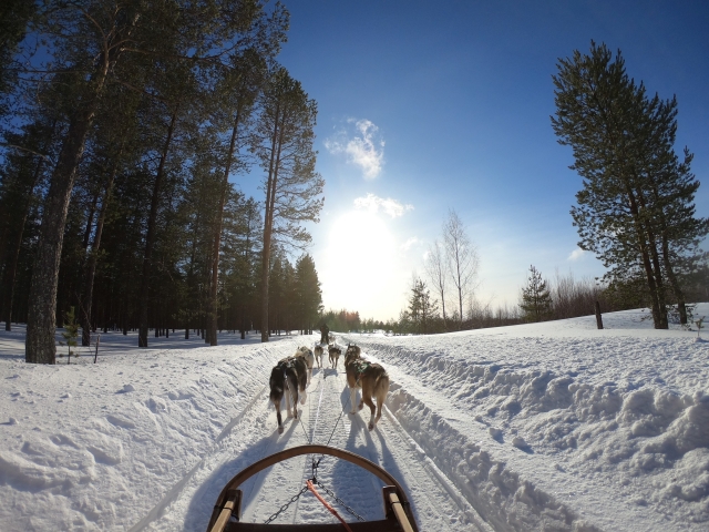  Esperienza in slitta trainata da cani 