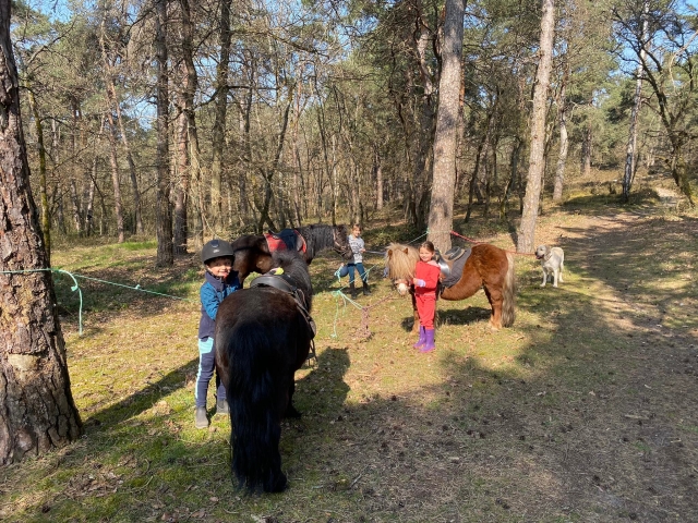 Préparation du poney avant la balade