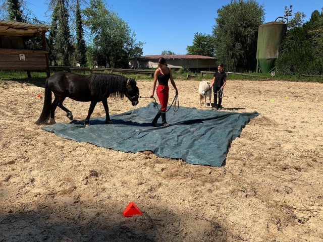 Travail de cheval
