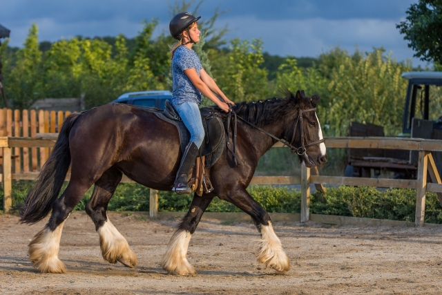  Paddock-Tour zu Pferd 