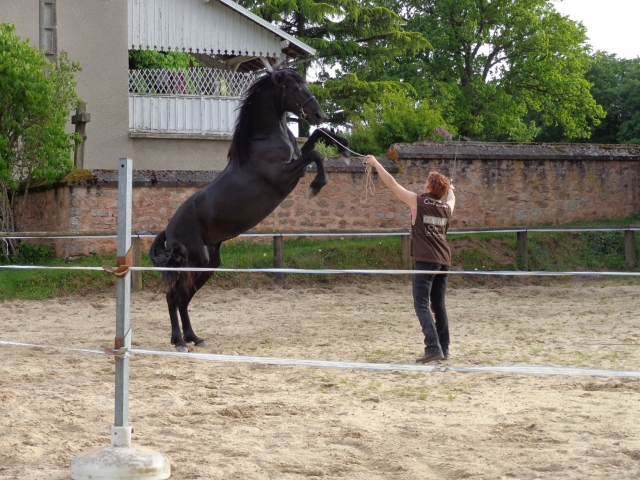 Vestire un cavallo 