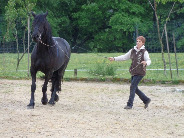  Addestrare un cavallo 