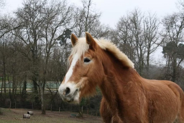  Su caballo le espera 