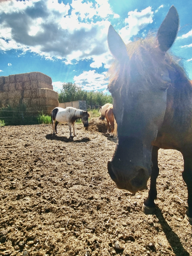 Avis de Bouhadjeb concernant Balade à cheval 1h00 à Villeneuve-lès-Maguelone