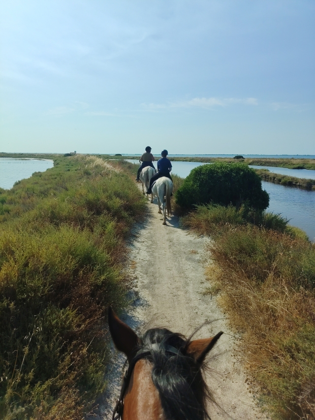 Avis de Landreau concernant Balade à cheval 1h30 à Villeneuve-lès-Maguelone