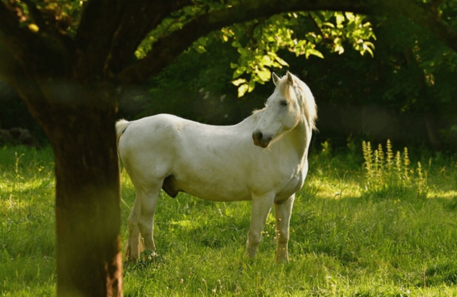  Los caballos descansan en un entorno fantástico natural 