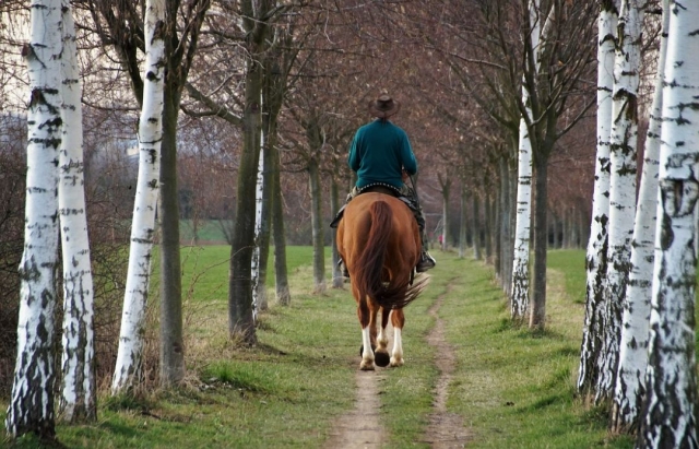  Equestrian Wike en Val d'Oise