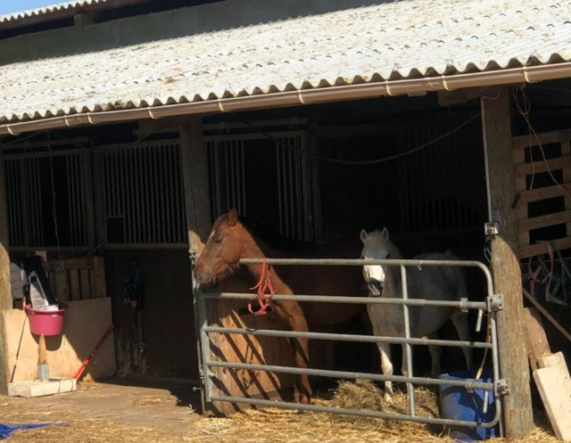  Equipaggia il tuo cavallo o pony prima della lezione di equitazione 