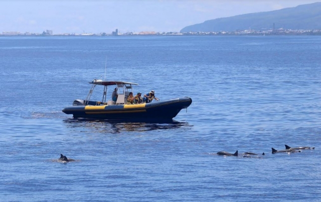  Esplora per vedere i delfini 