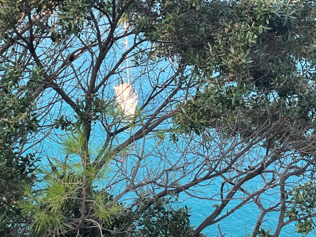 Nuestro barco entre los árboles 