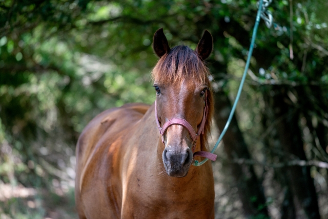 Nos chevaux sont éduqués et doux