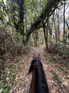 res_o-42326-randonnees-equestres_de_khebir-takoua_17881317226306.jpeg