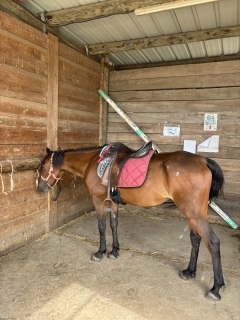 res_o-42326-randonnees-equestres_de_khebir-takoua_17881317411254.jpeg