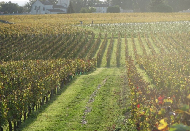  Rows of Fronsac vines 