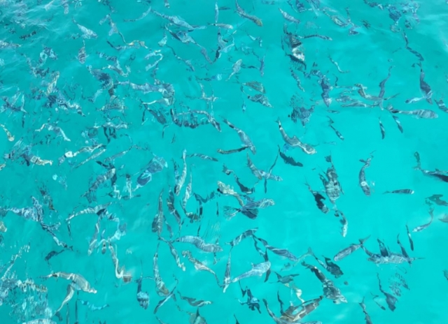  Vom Boot aus sichtbarer Fischschwarm 