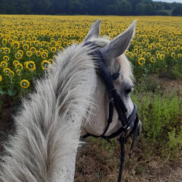  Descubrimiento de paisajes excepcionales del Valle de Haute de Chevreuse en Horseback 