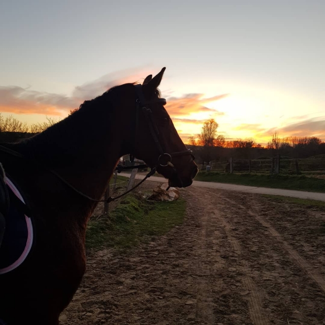 Horse Ride in the Sunset in the Ivelines 